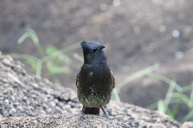 Majestic Solitude: Avian Elegance at the Honolulu Zoo