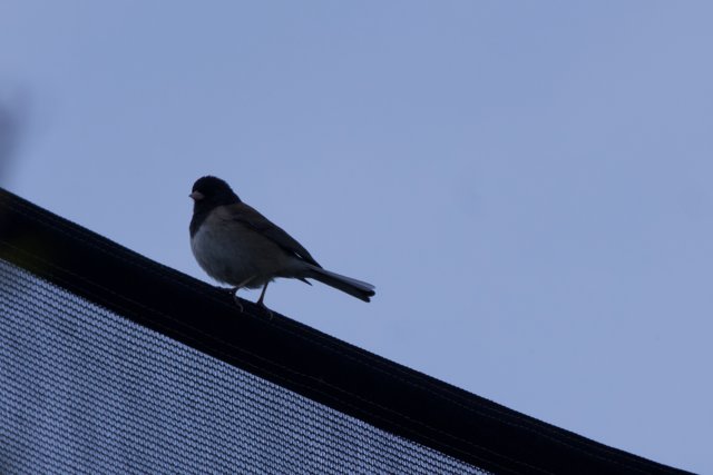 Perched in Serenity