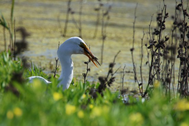 Great Egret Hunting in Wetland Vegetation
