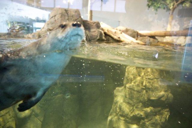 Serene Swim of the Sea Otter