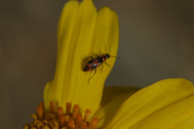 Insect collecting pollen from yellow daisy