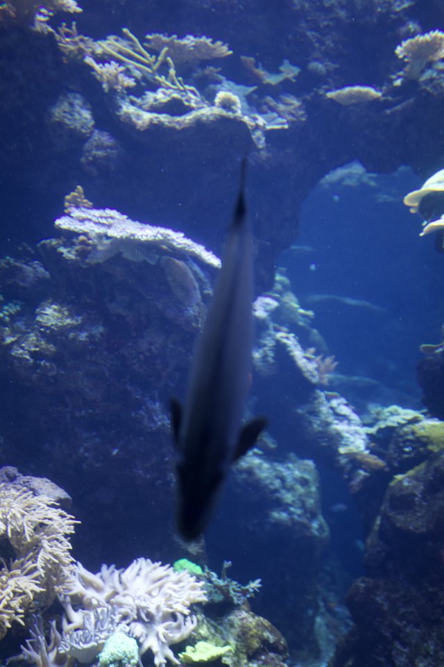 Underwater Scene with Fish and Coral Reef