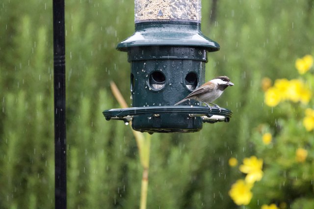Small Bird Feeding in the Rain at Garden Feeder