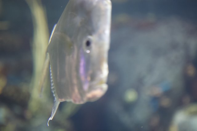 The Long-Nosed Fish