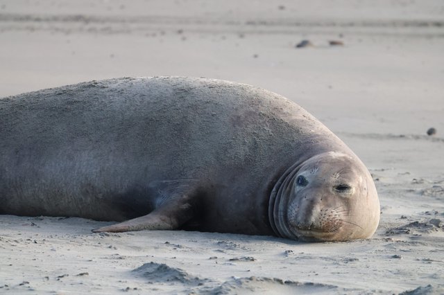 Elephant Seal Resting on Sandy Beach at Drakes Beach