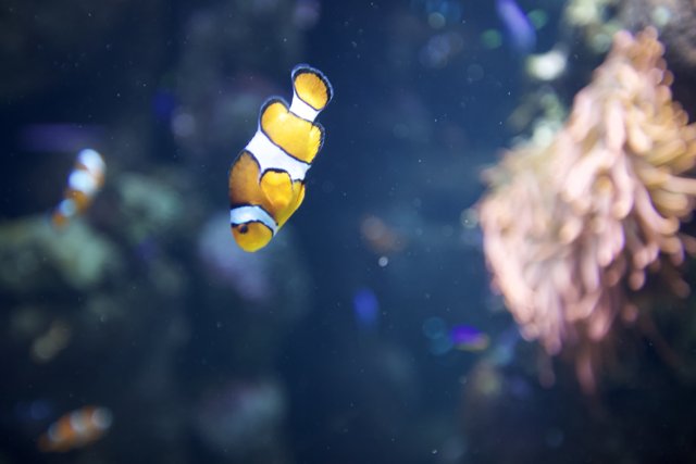 Swimming with the Clownfish