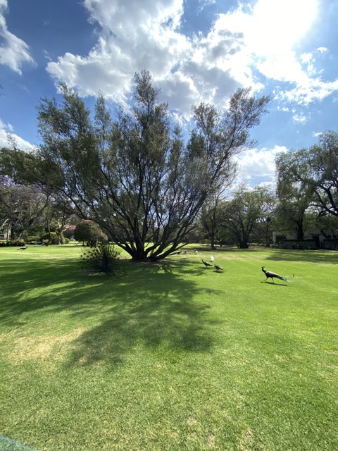 Majestic Oak Tree with Birds in Xochimilco Park