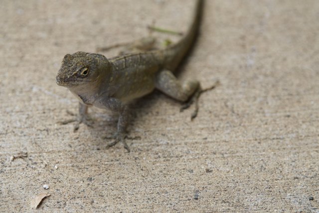 Encounter at the Honolulu Zoo: Stare of the Urban Gecko