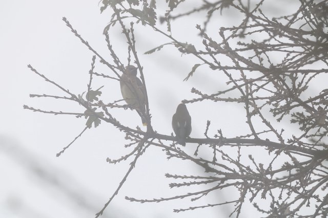 Two Birds Perched on Frost-Covered Branches in Winter