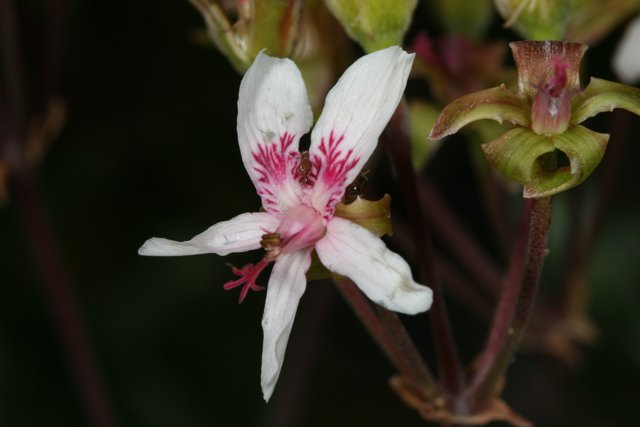 Geranium Flower and Bee