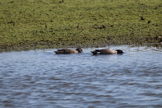 Pair of Blue-winged Teal Resting in Wetland Waters