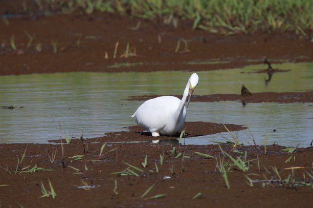White Egret Preening on Mudflat in Wetland