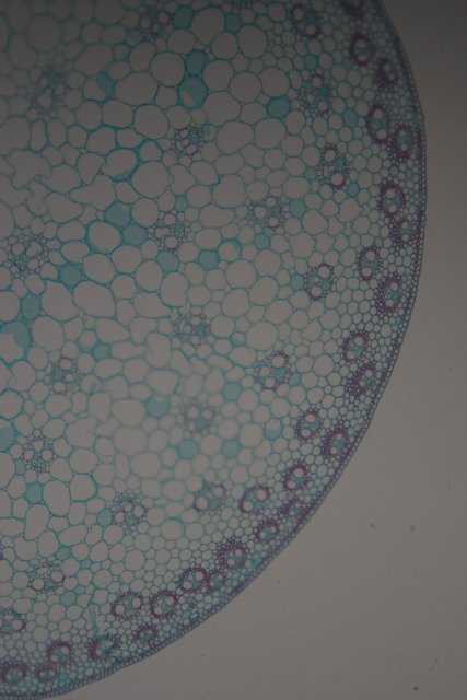 Plant Cell Pattern