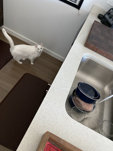 Domestic Life: A White Cat Surveying the Kitchen
