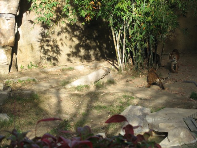 Wildlife in Zoo Enclosure
