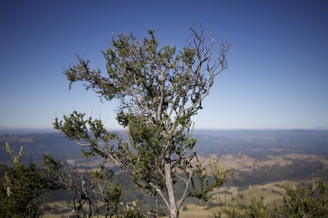 Weathered Tree Crown Against California Mountain Sky