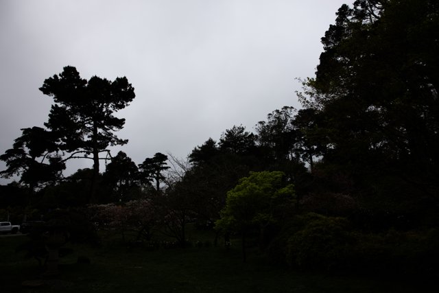 Serenity at the Japanese Tea Garden