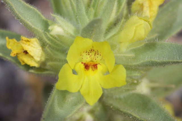 Spotted Yellow Geranium