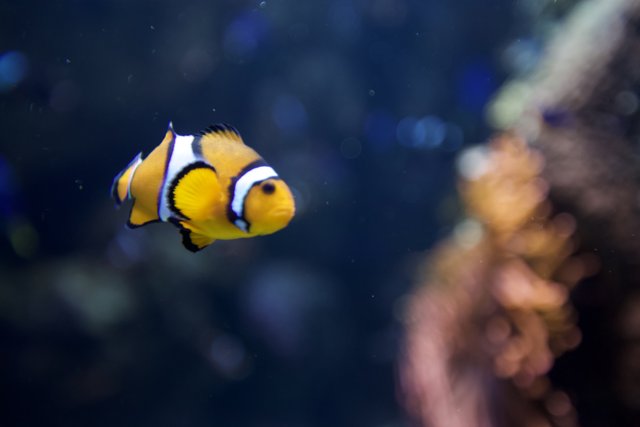 The Colorful World of Aquariums