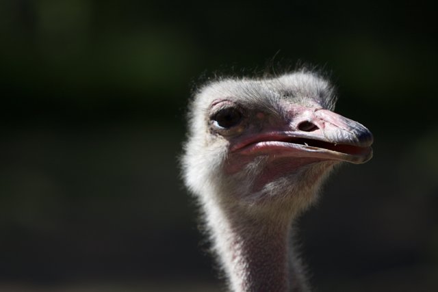 Majestic Ostrich