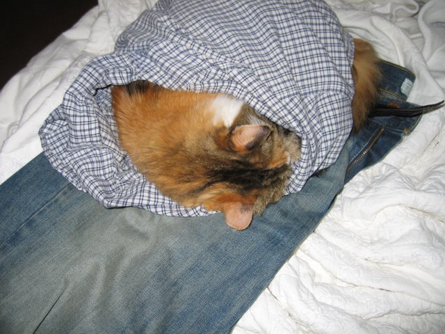 Cozy Cat in a Shirt