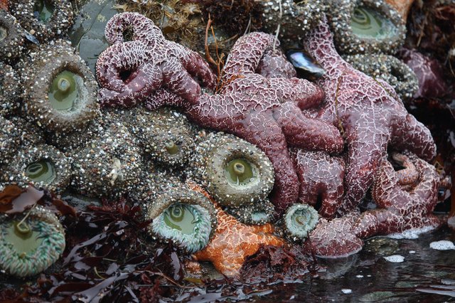 Ochre Sea Stars and Anemones in Pacific Tide Pool