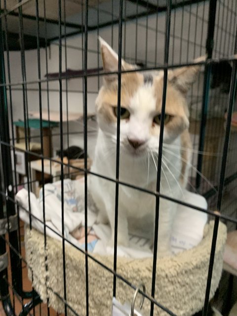 Caged Cat at Pet Store