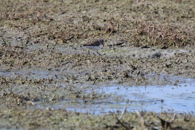 Least Sandpiper Foraging in Mudflat Shallows