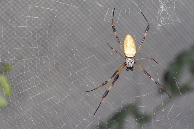 Argiope Spider in Garden