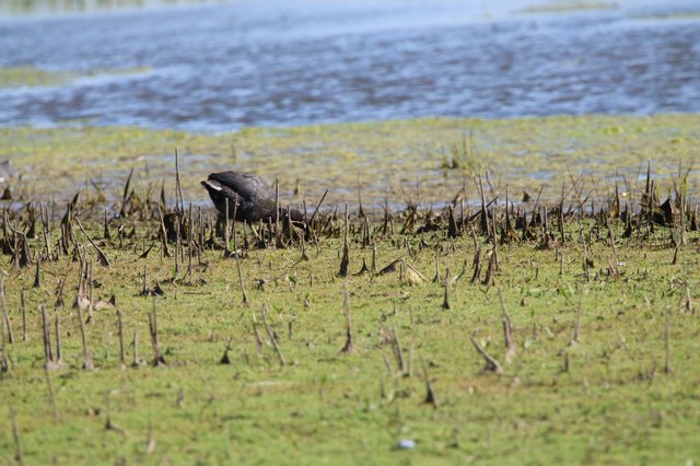 American Coot Foraging in Wetland Habitat