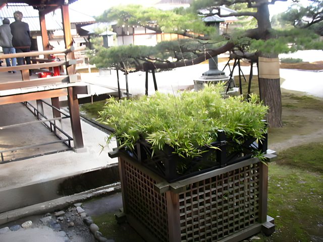 Bonsai Plant in a Wooden Planter