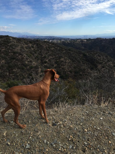Majestic Dog on Rocky Hillside
