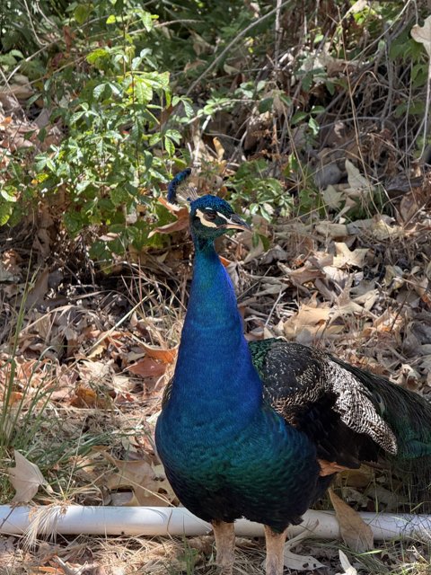 Majestic Strut in the Green
