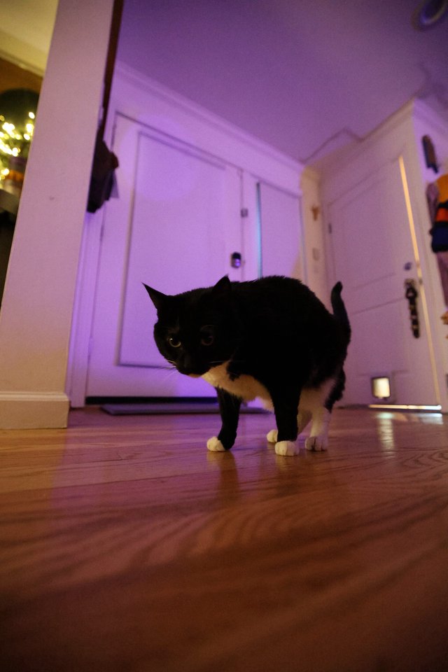 Black and White Cat Prowling in Purple-Lit Hallway
