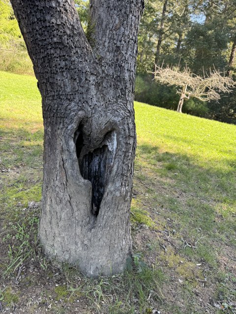 Nature's Embrace