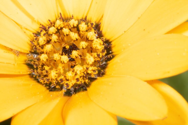 Bee Pollinating a Yellow Flower