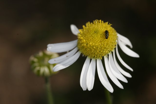 Bee on a Daisy