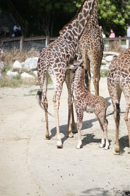Majestic Giraffes in the Zoo