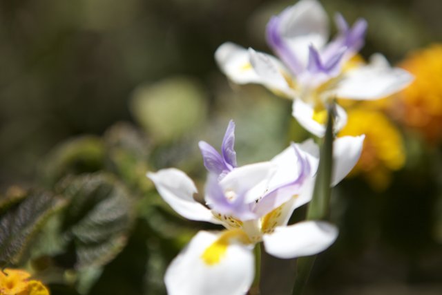 A close-up of two vibrant purple and white flowers