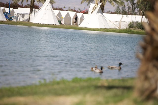 Ducks and Tents by the Lake