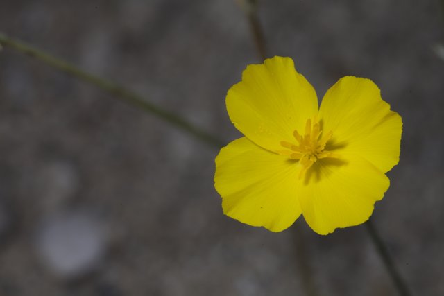 Radiant Geranium Blossom