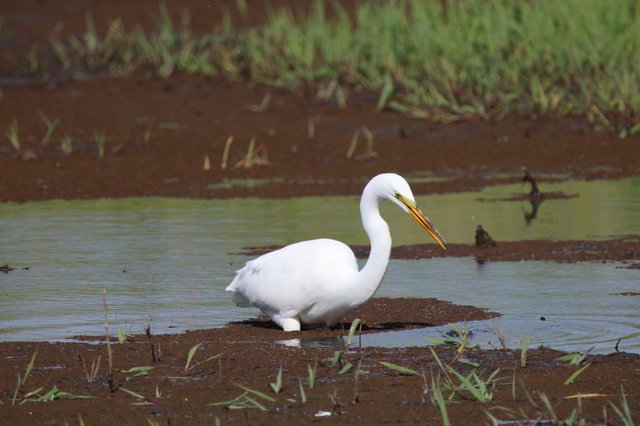 Great Egret Wading in Shallow Wetland Waters