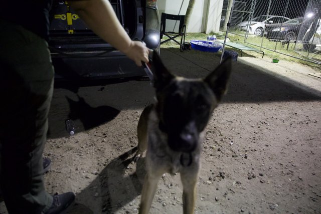 Guardian of the Night: A Moment with a Police Dog at Coachella 2024