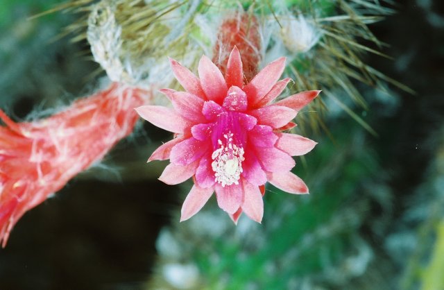 Pink Beauty on a Cactus
