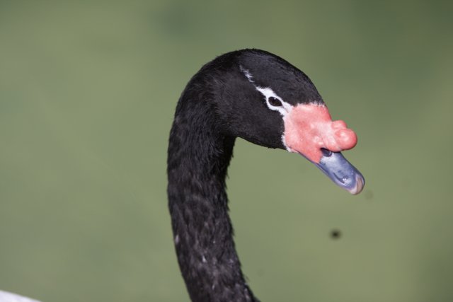 Black Swan Beauty