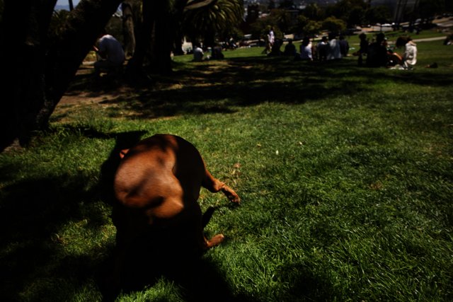 Unleashed Joy: A Summer Day at Delores Park