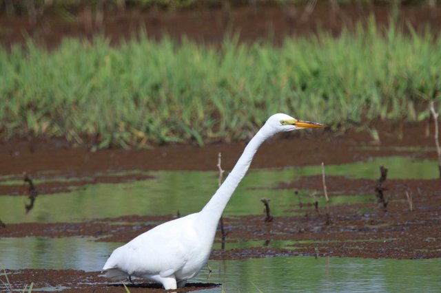 Great Egret Wading in Wetland Shallows