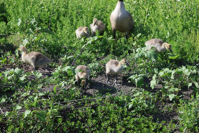 Canada Goose Family Foraging in Wetland Grassland