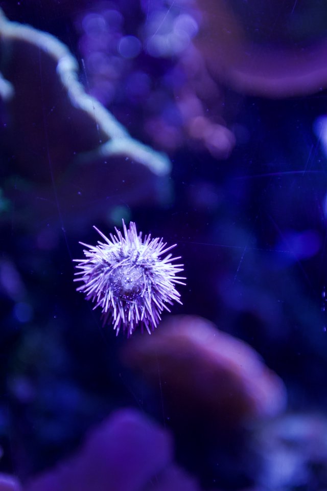 Purple Sea Urchin Floating in Aquarium Display