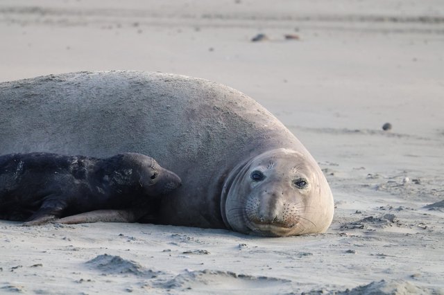 Northern Elephant Seal Resting on Sandy Beach
